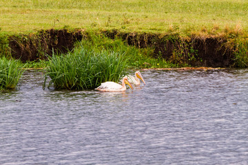 Great white pelican (Pelecanus onocrotalus) in Ngorongoro Crater