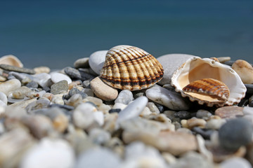 closeup of shells with turquoise sea in the background