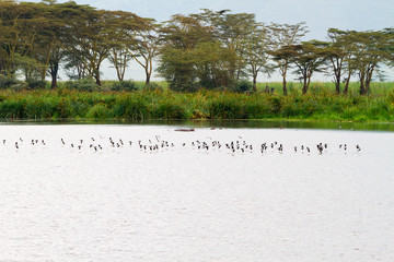 Flocks of birds in Ngorongoro Crater, Serengeti