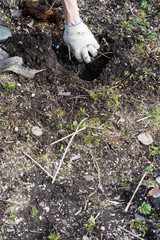 Hello spring. Dig a hole. Planting of plants. Cleaning the garden