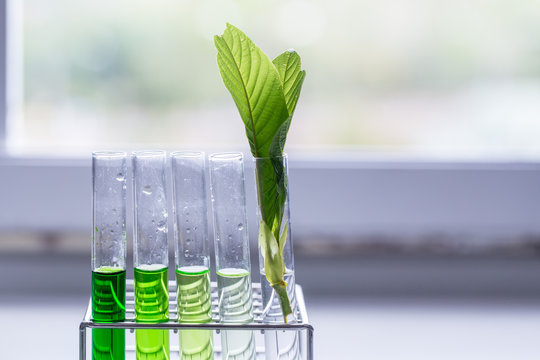 Science Research leaves of Mitragyna speciosa (kratom) and Chemical analysis  in Lab.