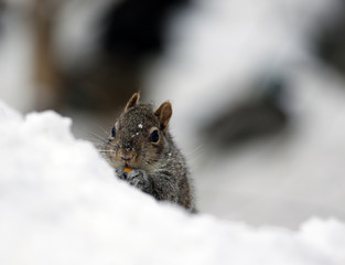 écureuil en hiver