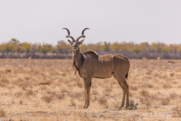 Male Kudu