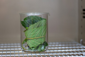 Science Research leaves of Mitragyna speciosa (kratom) and Chemical analysis  in Lab.