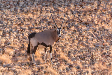 Oryx