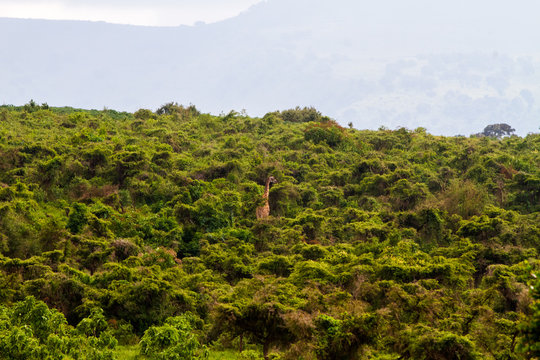 Giraffe (Giraffa) Ngorongoro Conservation Area (NCA) World Heritage Site in the Crater Highlands area of Tanzania