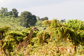 Fototapeta na wymiar Giraffe (Giraffa) Ngorongoro Conservation Area (NCA) World Heritage Site in the Crater Highlands area of Tanzania