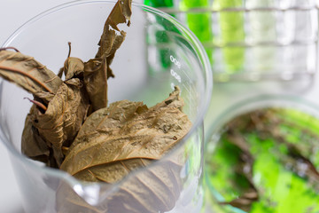 Science Research leaves of Mitragyna speciosa (kratom) and Chemical analysis  in Lab.