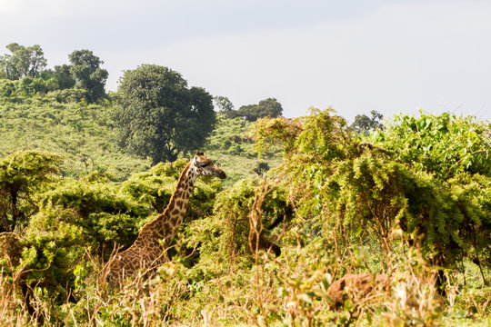 Giraffe (Giraffa) Ngorongoro Conservation Area (NCA) World Heritage Site in the Crater Highlands area of Tanzania