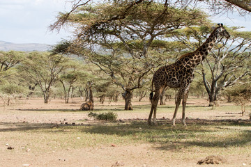Giraffe (Giraffa) Ngorongoro Conservation Area (NCA) World Heritage Site in the Crater Highlands area of Tanzania