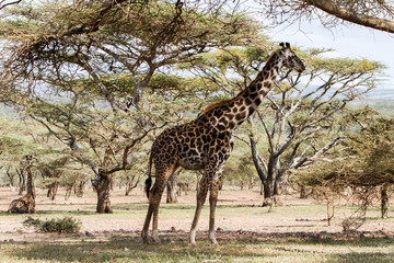 Giraffe (Giraffa) Ngorongoro Conservation Area (NCA) World Heritage Site in the Crater Highlands area of Tanzania