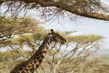 Giraffe (Giraffa) Ngorongoro Conservation Area (NCA) World Heritage Site in the Crater Highlands area of Tanzania