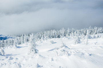 Fototapeta na wymiar Beautiful winter forest in Gorgany mountains