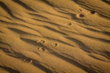 Fototapeta premium Footprints on sand dunes in Maspalomas, Gran Canaria.