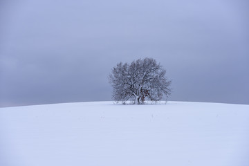 Fototapeta na wymiar Lonely tree in snowy field (Strandzha mountain, Bulgaria)