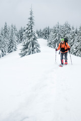 Climber walking in snowy forest of Gorgany mountains