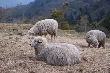 Sheep on the farm