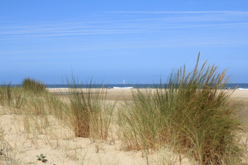 Dunes and grass in Bordeaux