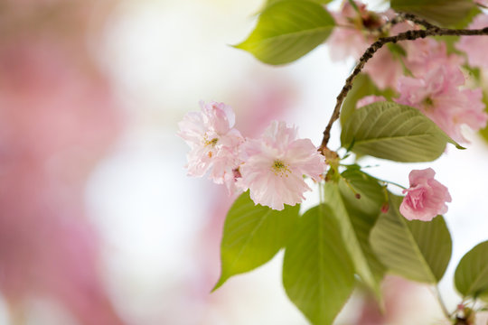 Close up of buds of pink cherry flowers with a copy space