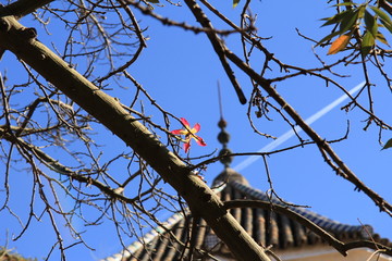 The lone flower and the sky