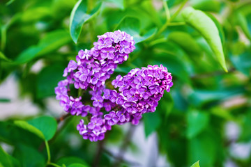 Blooming lilacs on green