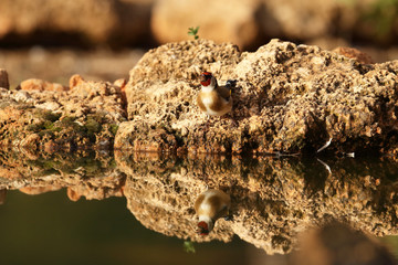 Eurasian Goldfinch