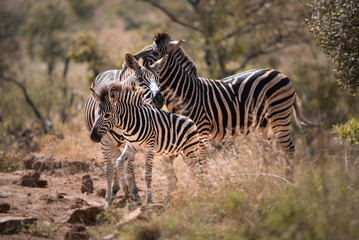 Obraz premium 3 Zebras, including a foal, rest their heads on each other in the early morning at Pilansberg Game Reserve, South Africa