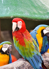 macaw