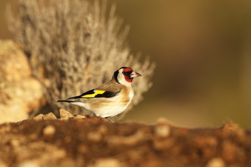 Eurasian Goldfinch