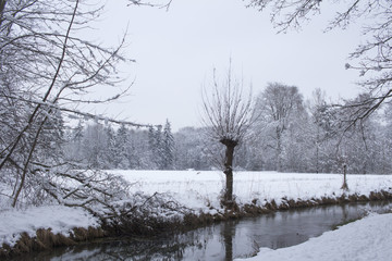 Fototapeta premium Tranquil forest scene at winter with snow