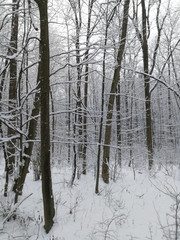 Trees in a snowy winter forest