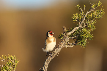 Eurasian Goldfinch