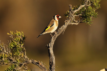 Eurasian Goldfinch
