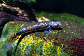 Freshwater Algae Eater Goby