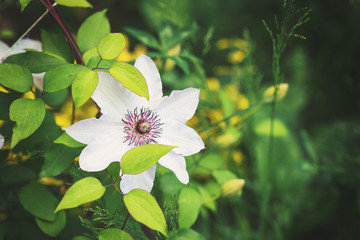 White clematis flower on nature background.