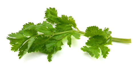 Cilantro