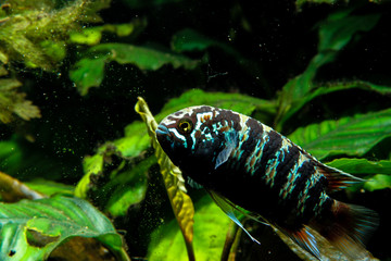 Obraz na płótnie Canvas Zebra Acara Cichlid Fish (Ivanacara adoketa)