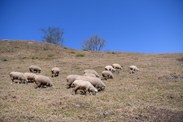 Obraz premium Sheep on the farm