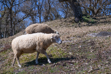 Obraz na płótnie Canvas Sheep on the farm