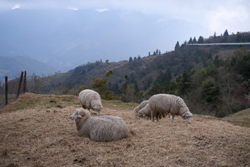 Sheep on the farm