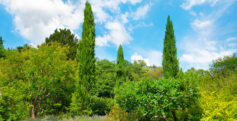 Park,hedge, green meadow and blue sky. Wide photo.