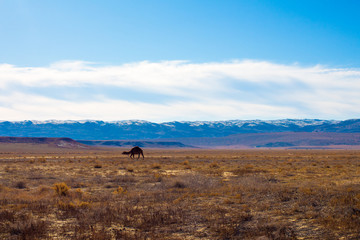Camel in the Steppe and Mountains
