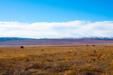 Camel in the Steppe and Mountains