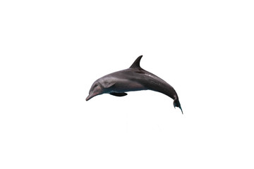 Bottlenose dolphin jumping to sky on white isolated background