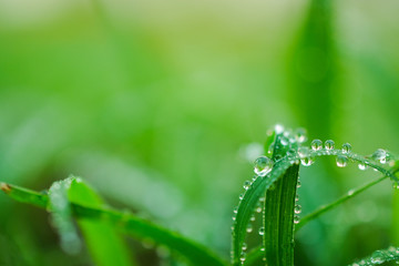 water drops on leaf for background