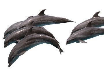 Pod of Bottlenose dolphins Jumping to sky on white isolated background