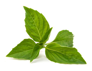 An isolated herbal basil on white