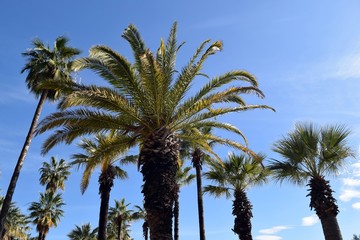 Obraz na płótnie Canvas Palm trees.Marmaris.Turkey 