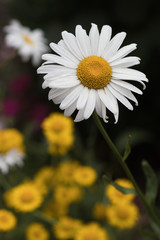 Fototapeta premium Closeup of an isolated daisy in spring, yellow flowers in the background