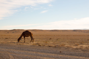 Camel Eating Grass in Desert